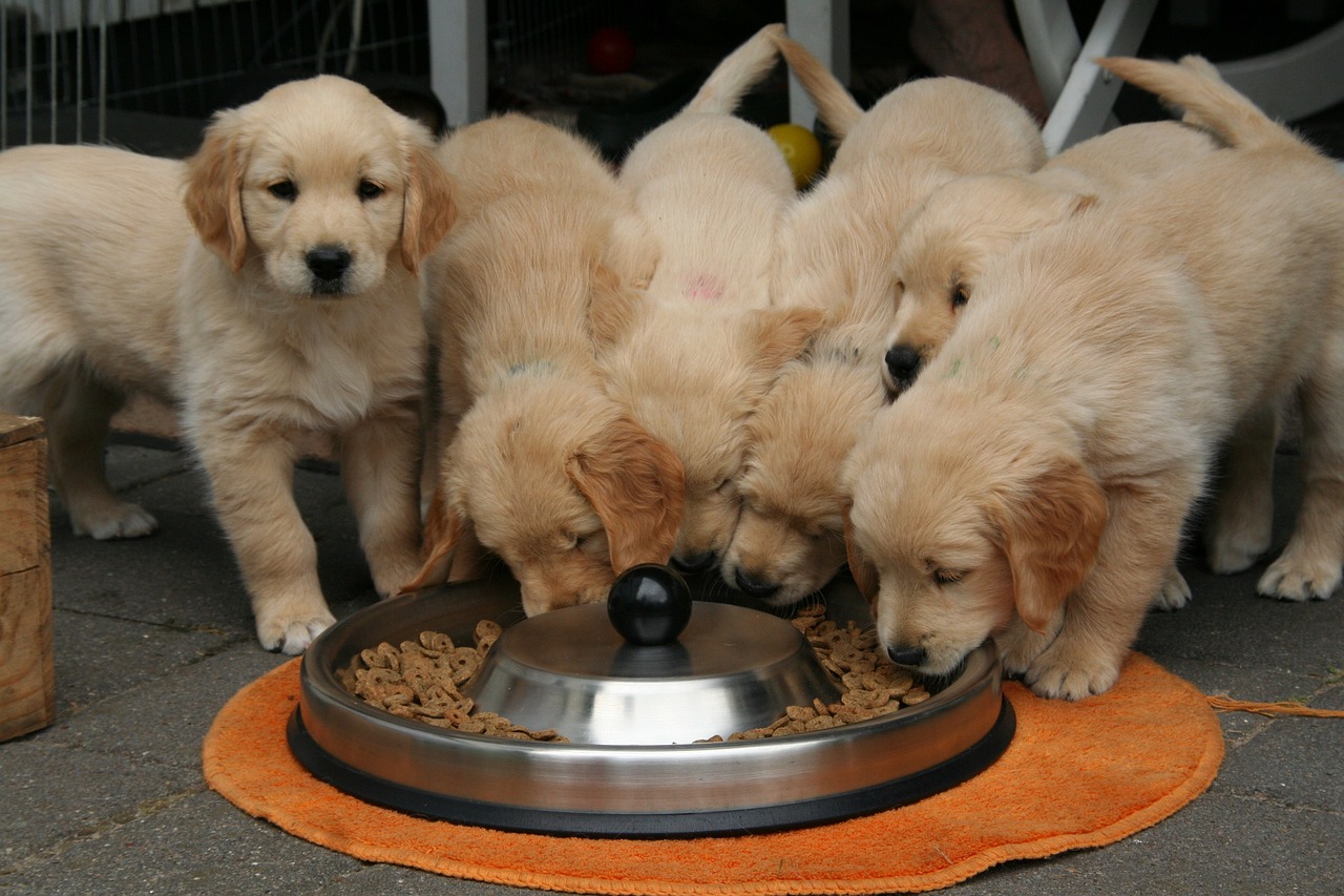 Canichef Puppy Brokken: De Start van een Gezond Leven